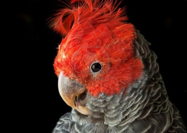 the-red-cockatoo.jpg